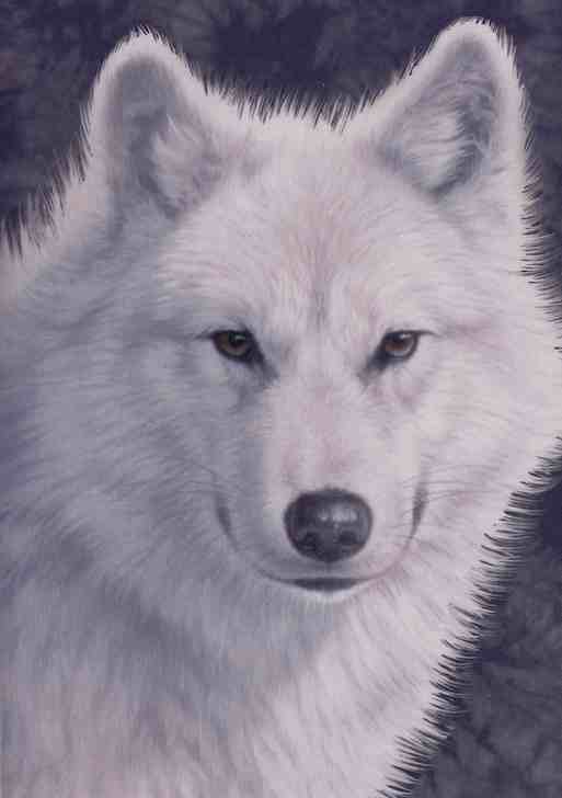 Graceful White Wolf